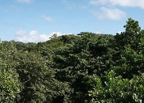 rainforest discovery center, pipeline road, gamboa, panama