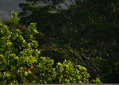 rainforest discovery center, pipeline road, gamboa, panama