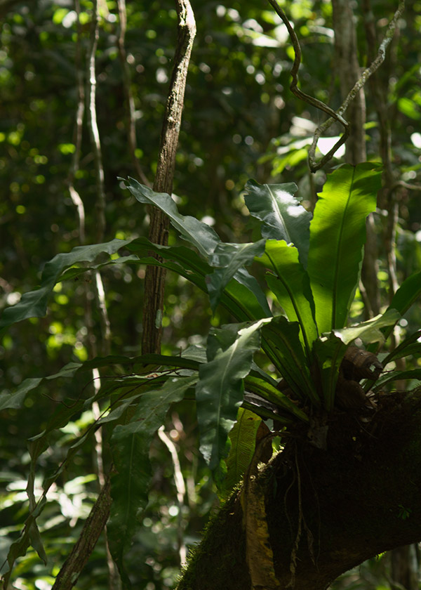 rainforest discovery center, pipeline road, gamboa, panama