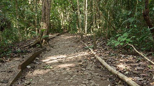 rainforest discovery center camino del oleoducto gamboa panamá