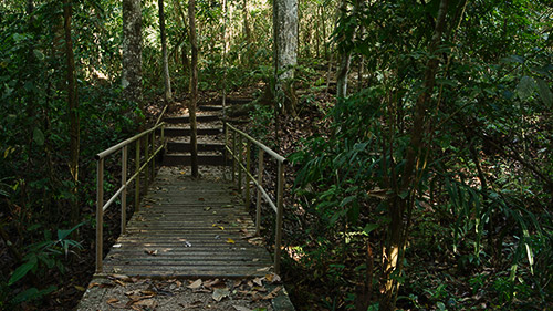 rainforest discovery center camino del oleoducto gamboa panamá