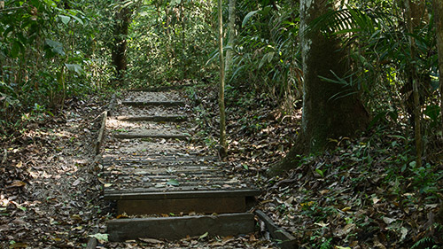 rainforest discovery center camino del oleoducto gamboa panamá