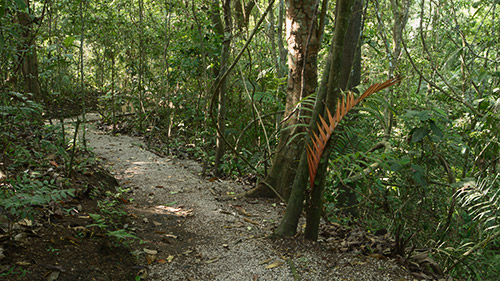 rainforest discovery center, pipeline road, gamboa, panama