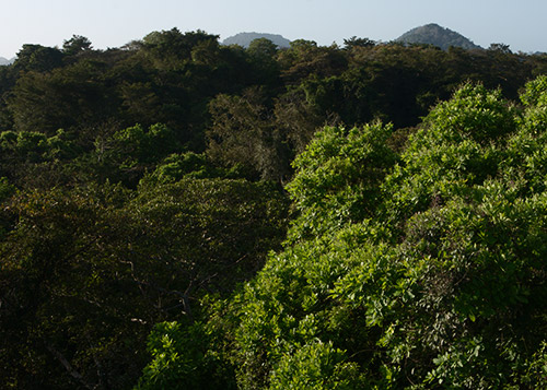 rainforest discovery center camino del oleoducto gamboa panamá