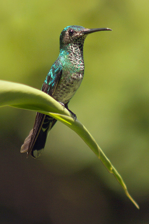 rainforest discovery center, pipeline road, gamboa, panama