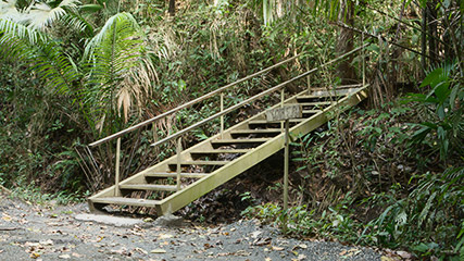 rainforest discovery center camino del oleoducto gamboa panamá