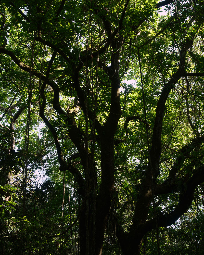 rainforest discovery center, pipeline road, gamboa, panama