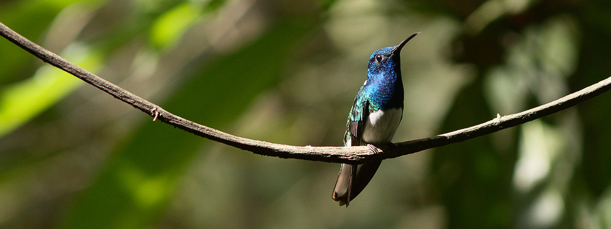 rainforest discovery center, pipeline road, gamboa, panama