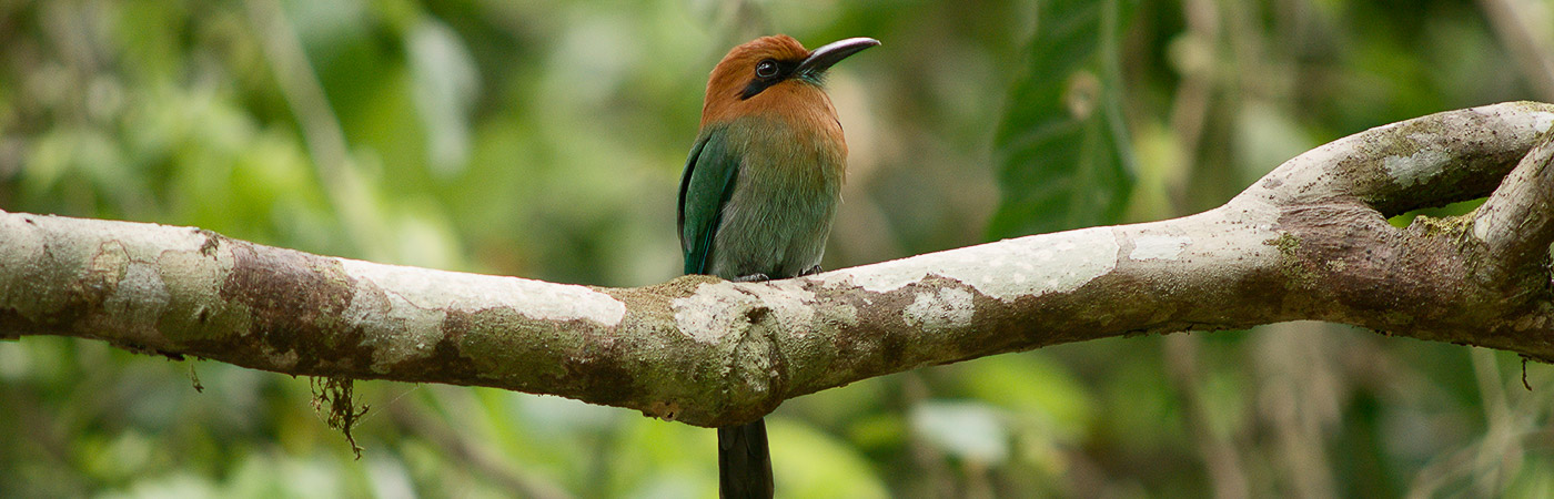 rainforest discovery center, pipeline road, gamboa, panama