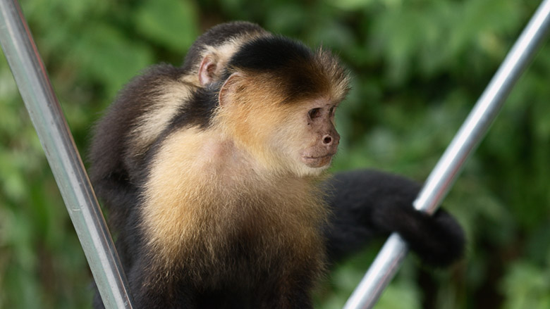 isla de los monos, lago gatún, panamá excursión a la isla de los monos el canal de panamá