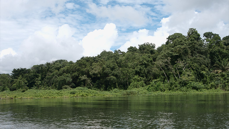 isla de los monos, lago gatún, panamá excursión a la isla de los monos el canal de panamá