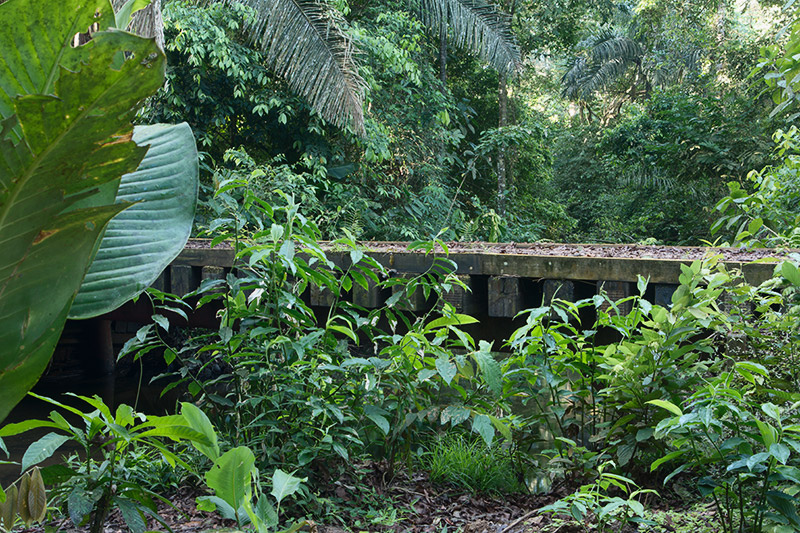 rainforest discovery center camino del oleoducto gamboa panamá