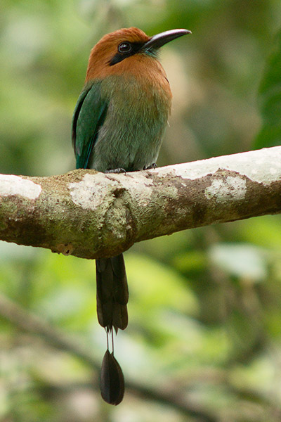 rainforest discovery center, pipeline road, gamboa, panama