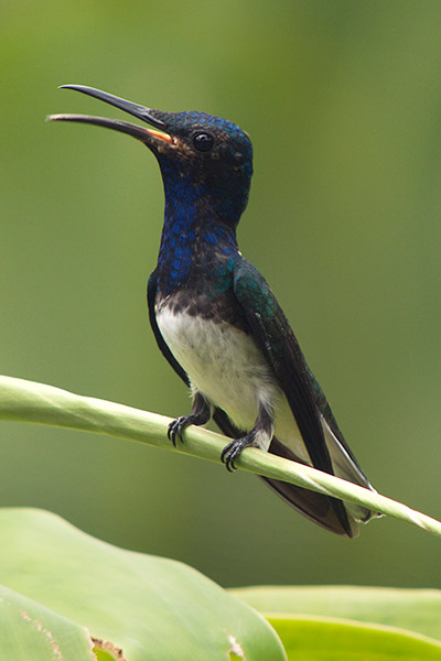 rainforest discovery center, pipeline road, gamboa, panama