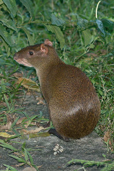 rainforest discovery center, pipeline road, gamboa, panama