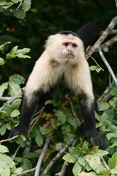 rainforest discovery center, pipeline road, gamboa, panama