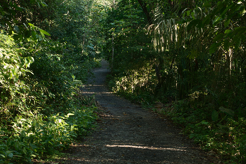 rainforest discovery center camino del oleoducto gamboa panamá