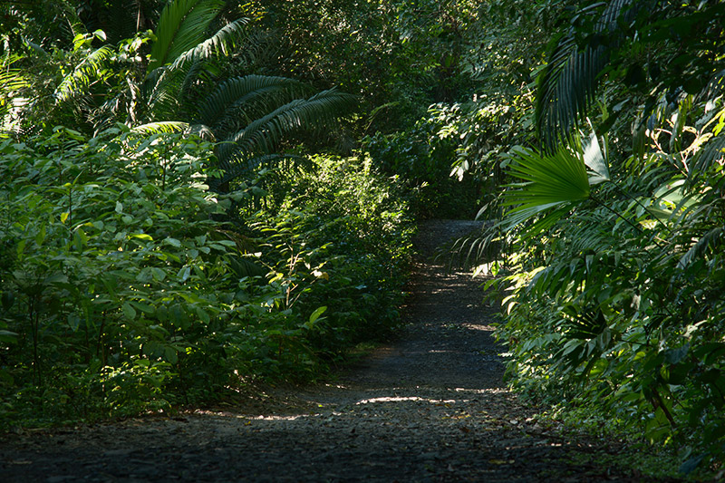 rainforest discovery center camino del oleoducto gamboa panamá