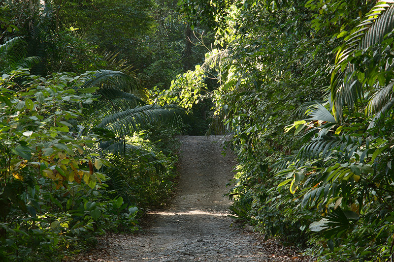 rainforest discovery center camino del oleoducto gamboa panamá