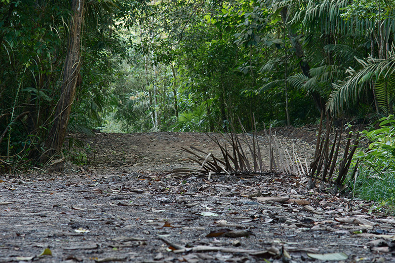 rainforest discovery center camino del oleoducto gamboa panamá