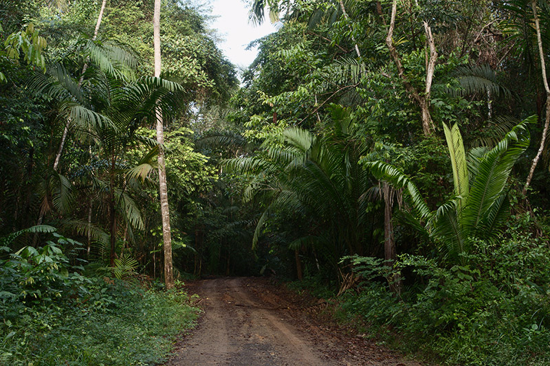 rainforest discovery center, pipeline road, gamboa, panama